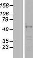 LUC7L2 Protein - Western validation with an anti-DDK antibody * L: Control HEK293 lysate R: Over-expression lysate