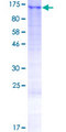 LUZP1 Protein - 12.5% SDS-PAGE of human LUZP1 stained with Coomassie Blue