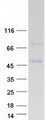 LUZP2 Protein - Purified recombinant protein LUZP2 was analyzed by SDS-PAGE gel and Coomassie Blue Staining