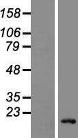 LY6G6D Protein - Western validation with an anti-DDK antibody * L: Control HEK293 lysate R: Over-expression lysate