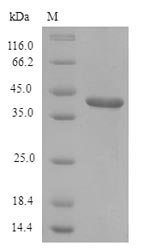 LY6G6D Protein - (Tris-Glycine gel) Discontinuous SDS-PAGE (reduced) with 5% enrichment gel and 15% separation gel.