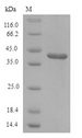 LY6G6D Protein - (Tris-Glycine gel) Discontinuous SDS-PAGE (reduced) with 5% enrichment gel and 15% separation gel.