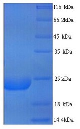 LY6G6D Protein