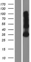 LY6G6F Protein - Western validation with an anti-DDK antibody * L: Control HEK293 lysate R: Over-expression lysate