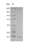 LY6H Protein - (Tris-Glycine gel) Discontinuous SDS-PAGE (reduced) with 5% enrichment gel and 15% separation gel.