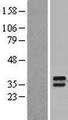 LY6K Protein - Western validation with an anti-DDK antibody * L: Control HEK293 lysate R: Over-expression lysate