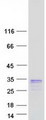 LY6K Protein - Purified recombinant protein LY6K was analyzed by SDS-PAGE gel and Coomassie Blue Staining