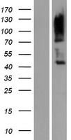 LY9 / CD229 Protein - Western validation with an anti-DDK antibody * L: Control HEK293 lysate R: Over-expression lysate