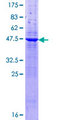 LY9 / CD229 Protein - 12.5% SDS-PAGE of human LY9 stained with Coomassie Blue