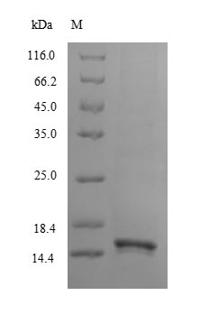 LY96 / MD2 / MD-2 Protein - (Tris-Glycine gel) Discontinuous SDS-PAGE (reduced) with 5% enrichment gel and 15% separation gel.