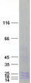 LY96 / MD2 / MD-2 Protein - Purified recombinant protein LY96 was analyzed by SDS-PAGE gel and Coomassie Blue Staining