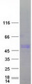 LYN Protein - Purified recombinant protein LYN was analyzed by SDS-PAGE gel and Coomassie Blue Staining