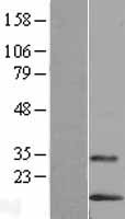 LYNX1 Protein - Western validation with an anti-DDK antibody * L: Control HEK293 lysate R: Over-expression lysate