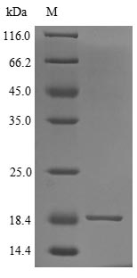 LYNX1 Protein - (Tris-Glycine gel) Discontinuous SDS-PAGE (reduced) with 5% enrichment gel and 15% separation gel.