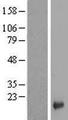 LYPD1 Protein - Western validation with an anti-DDK antibody * L: Control HEK293 lysate R: Over-expression lysate