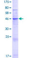 LYPD4 Protein - 12.5% SDS-PAGE of human LYPD4 stained with Coomassie Blue
