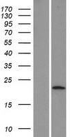 LYPD6 Protein - Western validation with an anti-DDK antibody * L: Control HEK293 lysate R: Over-expression lysate
