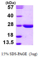 LYPLA2 Protein