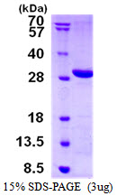 LYPLAL1 Protein