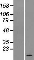LYRM5 Protein - Western validation with an anti-DDK antibody * L: Control HEK293 lysate R: Over-expression lysate