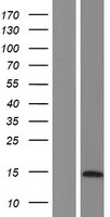 LYRM7 Protein - Western validation with an anti-DDK antibody * L: Control HEK293 lysate R: Over-expression lysate