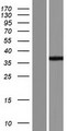 LYSMD3 Protein - Western validation with an anti-DDK antibody * L: Control HEK293 lysate R: Over-expression lysate