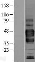 LYVE1 Protein - Western validation with an anti-DDK antibody * L: Control HEK293 lysate R: Over-expression lysate