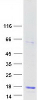 LYZL6 Protein - Purified recombinant protein LYZL6 was analyzed by SDS-PAGE gel and Coomassie Blue Staining
