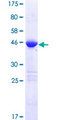 LZIC Protein - 12.5% SDS-PAGE of human LZIC stained with Coomassie Blue