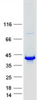 LZTFL1 Protein - Purified recombinant protein LZTFL1 was analyzed by SDS-PAGE gel and Coomassie Blue Staining