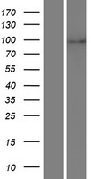 LZTR1 Protein - Western validation with an anti-DDK antibody * L: Control HEK293 lysate R: Over-expression lysate