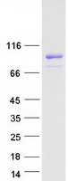 LZTS2 Protein - Purified recombinant protein LZTS2 was analyzed by SDS-PAGE gel and Coomassie Blue Staining