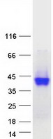 M6PR Protein - Purified recombinant protein M6PR was analyzed by SDS-PAGE gel and Coomassie Blue Staining