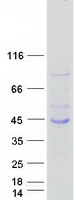 MAB21L3 / C1orf161 Protein - Purified recombinant protein MAB21L3 was analyzed by SDS-PAGE gel and Coomassie Blue Staining