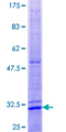 MAC30 / TMEM97 Protein - 12.5% SDS-PAGE of human MAC30 stained with Coomassie Blue