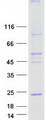 MAC30 / TMEM97 Protein - Purified recombinant protein TMEM97 was analyzed by SDS-PAGE gel and Coomassie Blue Staining