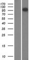 MACS / RIN2 Protein - Western validation with an anti-DDK antibody * L: Control HEK293 lysate R: Over-expression lysate