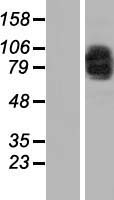 MAD1L1 / MAD1 Protein - Western validation with an anti-DDK antibody * L: Control HEK293 lysate R: Over-expression lysate