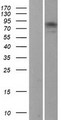 MAD1L1 / MAD1 Protein - Western validation with an anti-DDK antibody * L: Control HEK293 lysate R: Over-expression lysate