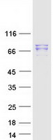 MAD1L1 / MAD1 Protein - Purified recombinant protein MAD1L1 was analyzed by SDS-PAGE gel and Coomassie Blue Staining