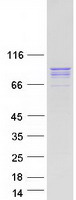 MAD1L1 / MAD1 Protein - Purified recombinant protein MAD1L1 was analyzed by SDS-PAGE gel and Coomassie Blue Staining