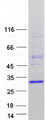 MAD2B / REV7 Protein - Purified recombinant protein MAD2L2 was analyzed by SDS-PAGE gel and Coomassie Blue Staining