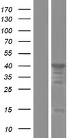 MAEA / EMP Protein - Western validation with an anti-DDK antibody * L: Control HEK293 lysate R: Over-expression lysate