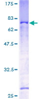 MAEA / EMP Protein - 12.5% SDS-PAGE of human MAEA stained with Coomassie Blue