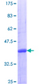 MAEA / EMP Protein - 12.5% SDS-PAGE Stained with Coomassie Blue.