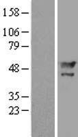 MAEL Protein - Western validation with an anti-DDK antibody * L: Control HEK293 lysate R: Over-expression lysate