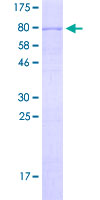 MAEL Protein - 12.5% SDS-PAGE of human MAEL stained with Coomassie Blue
