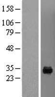 MAF1 Protein - Western validation with an anti-DDK antibody * L: Control HEK293 lysate R: Over-expression lysate