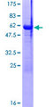 MAF1 Protein - 12.5% SDS-PAGE of human MAF1 stained with Coomassie Blue