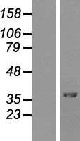 MAFA Protein - Western validation with an anti-DDK antibody * L: Control HEK293 lysate R: Over-expression lysate